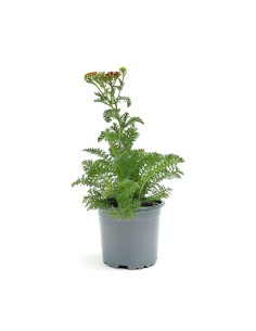 Achillea Millefolium (maceta 13 cm Ø) 2