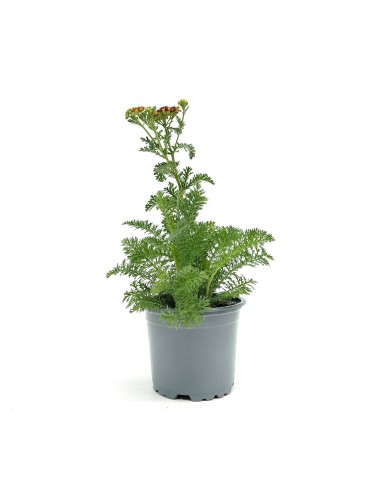 Achillea Millefolium (vaso de 13 cm Ø)
