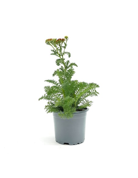 Achillea Millefolium (vaso de 13 cm Ø)