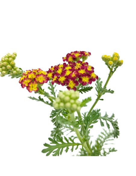 Achillea Millefolium (vaso de 13 cm Ø)