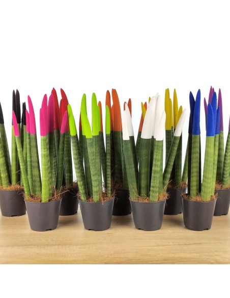 Sansevieria cilíndrica puntas coloreadas (maceta 6 cm Ø)