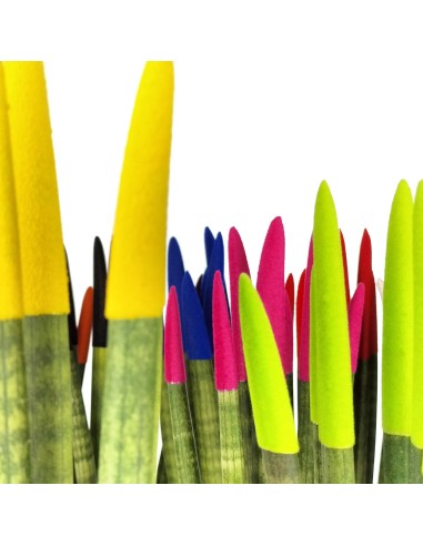 Sansevieria Pointes Cylindriques Colorées (pot 6 cm Ø).