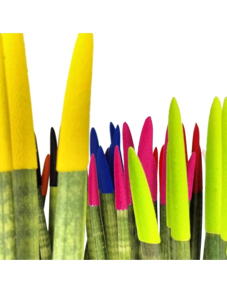 Sansevieria Pointes Cylindriques Colorées (pot 6 cm Ø).