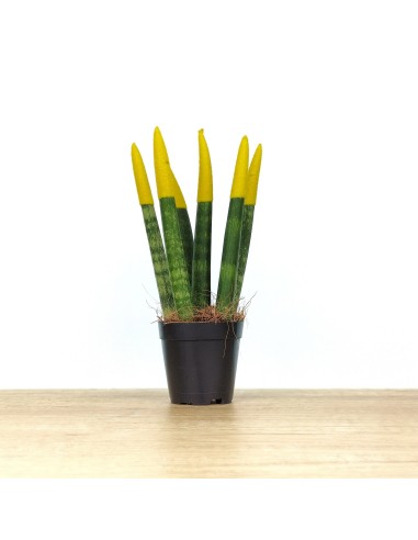 Sansevieria Pointes Cylindriques Colorées (pot 6 cm Ø).