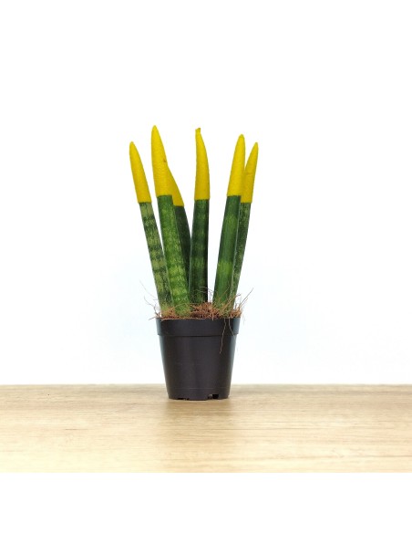 Sansevieria Pointes Cylindriques Colorées (pot 6 cm Ø).