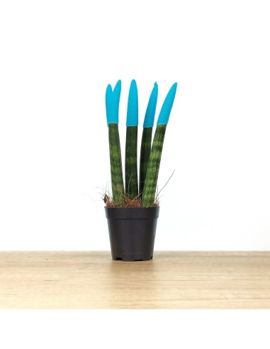 Sansevieria Pointes Cylindriques Colorées (pot 6 cm Ø).