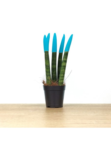 Sansevieria cilíndrica puntas coloreadas (maceta 6 cm Ø)