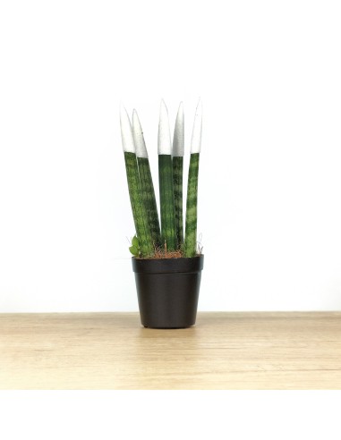 Sansevieria cilíndrica puntas coloreadas (maceta 6 cm Ø)