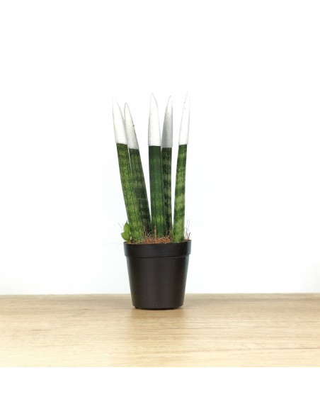 Sansevieria Pointes Cylindriques Colorées (pot 6 cm Ø).