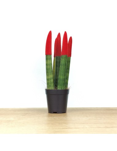 Sansevieria cilíndrica puntas coloreadas (maceta 6 cm Ø)