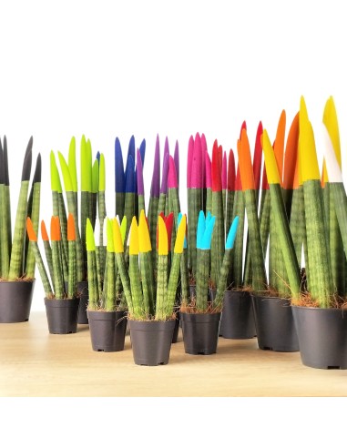 Sansevieria Pointes Cylindriques Colorées (pot 6 cm Ø).