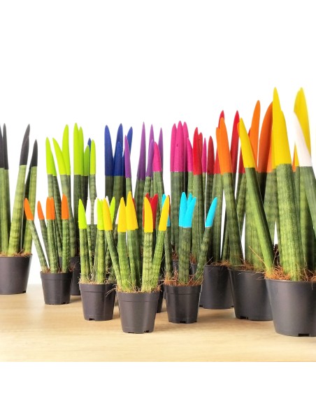 Sansevieria Pointes Cylindriques Colorées (pot 6 cm Ø).