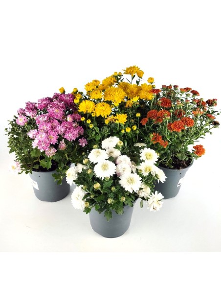 Compre Chrysanthemum de bola a partir de € 1,95 em Germigarden