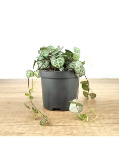 Ceropegia woodii (maceta 8,5 cm Ø)