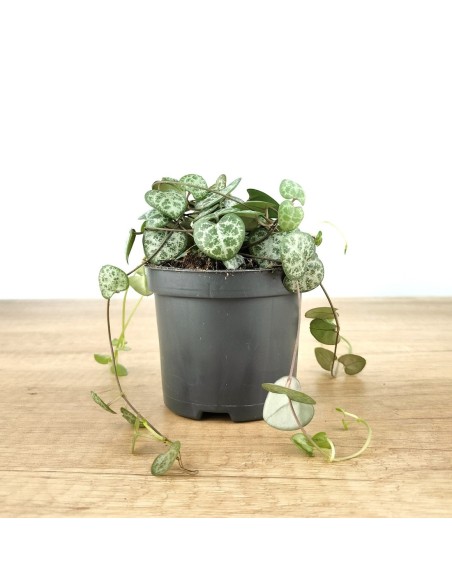 Ceropegia woodii (vâso 8,5 cm Ø)