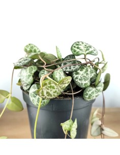 Ceropegia woodii (maceta 8,5 cm Ø) 2