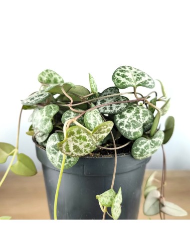 Ceropegia woodii (vâso 8,5 cm Ø)