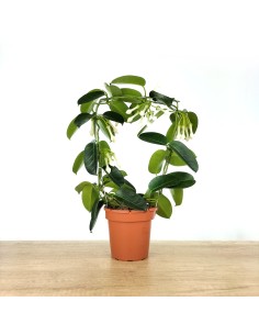 Stephanotis o gessamí de madagascar (test 12 cm Ø)