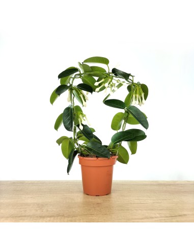 Jazmín de Madagascar o Stephanotis  (maceta 12 cm Ø)