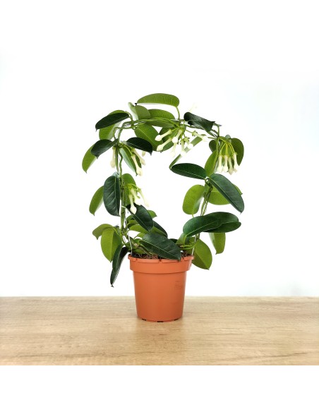 Jazmín de Madagascar o Stephanotis  (maceta 12 cm Ø)