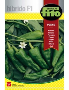 Semilla híbrida de pimiento tipo padrón