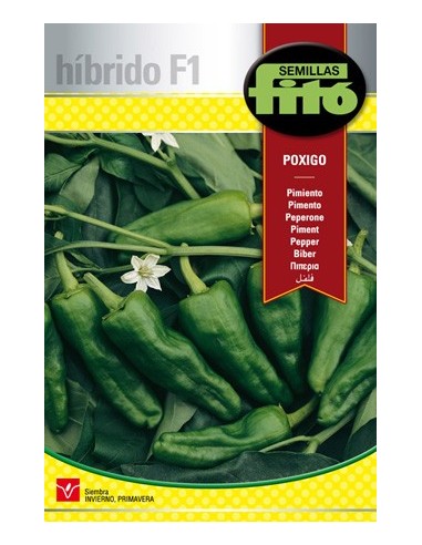 Graine hybride de poivre de type Padron