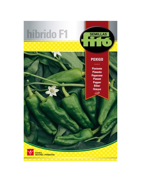 Semilla híbrida de pimiento tipo padrón