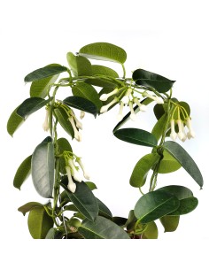 Stephanotis o gessamí de madagascar (test 12 cm Ø) 2