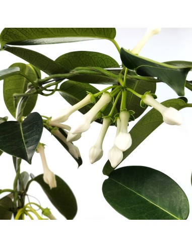 Stephanotis (vaso de 12 cm Ø)