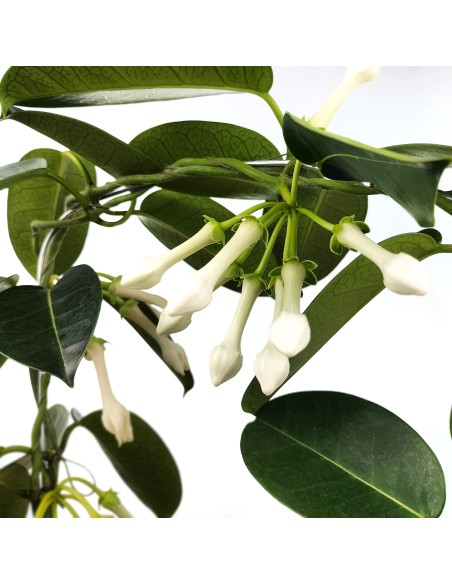 Jazmín de Madagascar o Stephanotis  (maceta 12 cm Ø)
