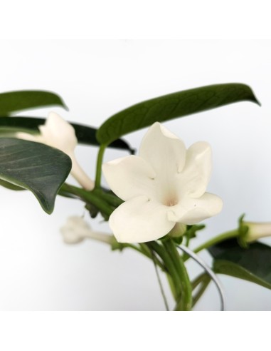 Stephanotis (vaso de 12 cm Ø)
