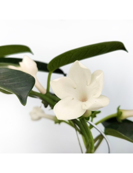 Stephanotis (vaso de 12 cm Ø)