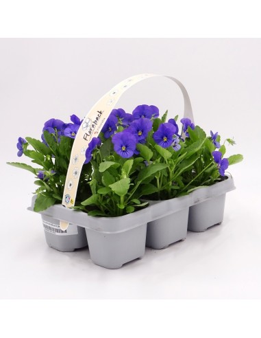 Violette à partir de 1,75€ chez Germigarden