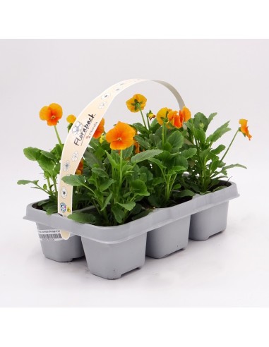 Violette à partir de 1,75€ chez Germigarden