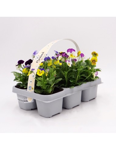 Viola en test de 11 cm