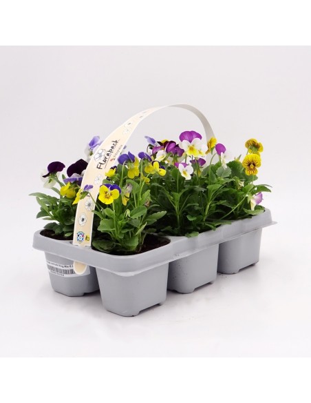 Violeta desde 1,75€ en Germigarden