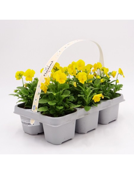 Violeta desde 1,75€ en Germigarden