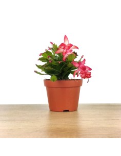 Schlumbergera ou cacto de Natal