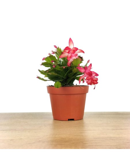 Cactus de Noël ou Schlumbergera.