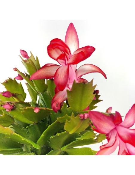 Schlumbergera o Cactus de nadal