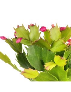 Schlumbergera o Cactus de nadal 2