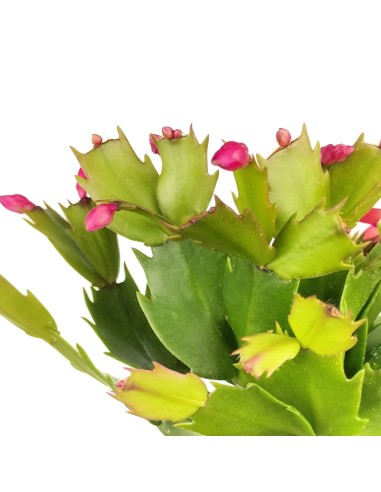 Schlumbergera o Cactus de nadal