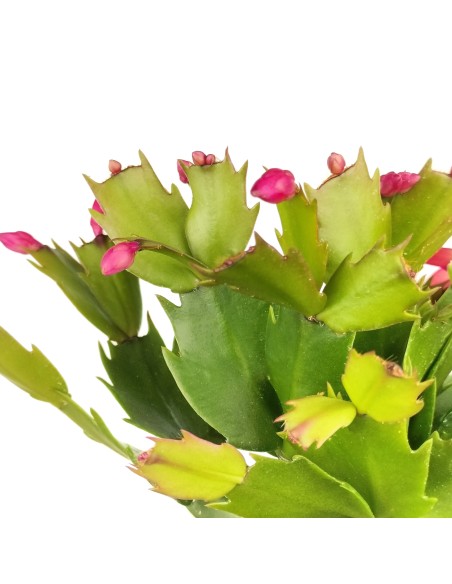 Schlumbergera o Cactus de nadal