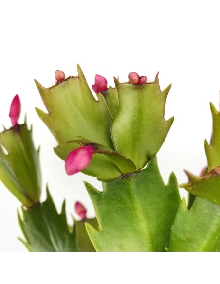 Schlumbergera o Cactus de nadal