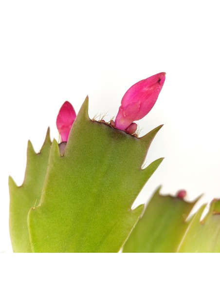 Cactus de Navidad o Schlumbergera