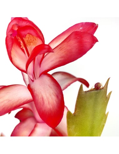 Cactus de Noël ou Schlumbergera.