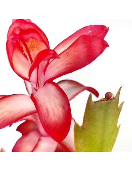 Cactus de Navidad o Schlumbergera