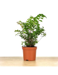 Adiantum raddianum (vaso de 6 cm Ø)