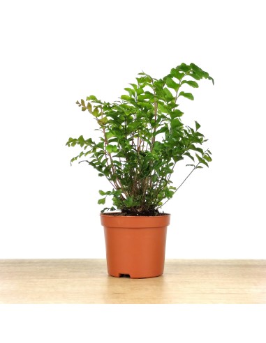 Adiantum raddianum (vaso de 6 cm Ø)