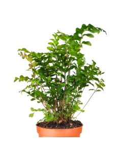 Adiantum raddianum (maceta 8,5 cm Ø) 2